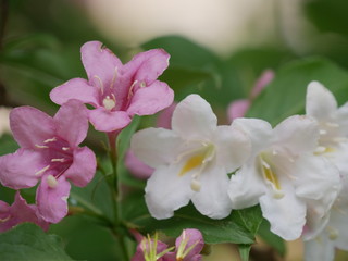 Frühlingsblumen
