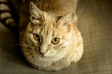 Рыжий кот красиво лежит в кресле портрет