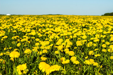 Yellow flowers of a dandelion field, blue sky