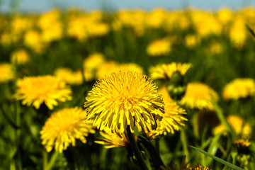 dandelions yellow flowers on the field and blue sky