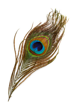 Fototapeta Top view of peacock feather