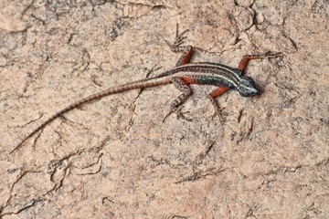 Lizard