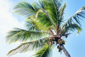 Kokospalme und Kokosnüsse in Guadeloupe © feuerpferd1111