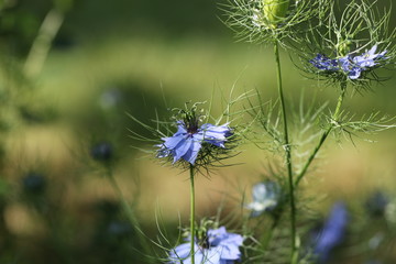 nigelle de damas