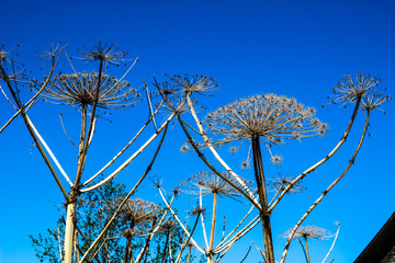 the giant Hogweed plant in a dry field and blue sky