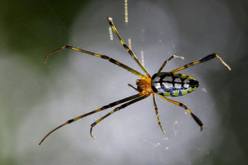 Image of Leucauge tessellata spider (Tetragnathidae) on the spider web. Insect. Animal