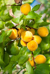 apricots on a branch