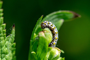 Mullein moth caterpillar