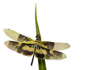 Image of a Variegated Flutterer Dragonfly (Rhyothemis variegata) on white background. Insect Animal.