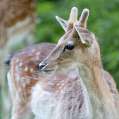 Obraz premium Damwild Damhirsch (Dama dama)