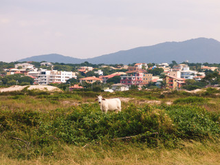 Fototapeta na wymiar A cow in the dunes of Santinho beach, buildings and houses in the background - Florianopolis, Brazil