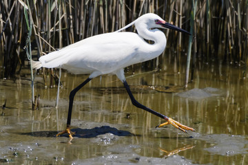 Walking white egret with black tights and yellow heels.