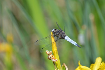 libellule