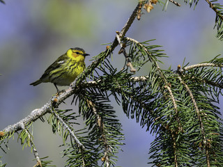 Cape May Warbler Foraging on Pine Tree in Spring
