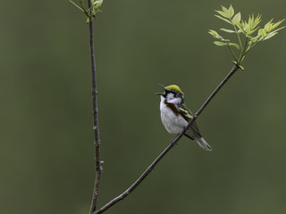 Fototapeta premium Chestnut-sided Warbler Singing in Spring on Green Background