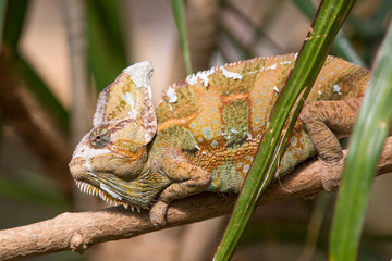 Jemenchamäleon (Chamaeleo calyptratus)