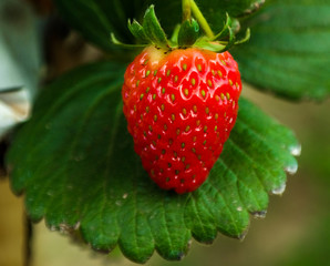 strawberry in detail