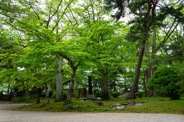 千秋公園の木々