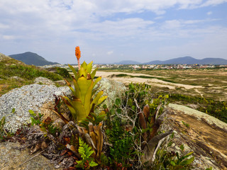 Restinga forest and Santinho beach in the background - Florianopolis, Brazil