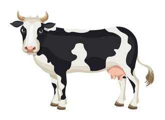 Vector cartoon black and white cow isolated on white background - dairy products, farming