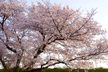 Fototapeta premium 桜