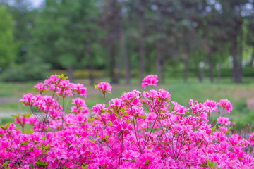 Obraz premium Bushes colorful spring flowers.
