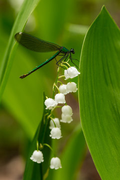macro shooting. green dragonfly on white lily of the valley