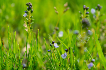 刺巻湿原の植物（秋田、日本）