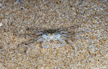crab on the beach
