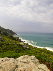 Restinga forest and Atlantic ocean in the background, near Santinho beach - Florianopolis, Brazil