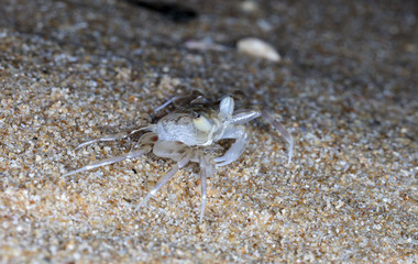 crab on the beach