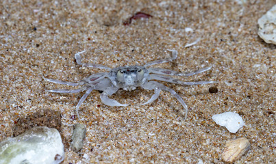 crab on the beach