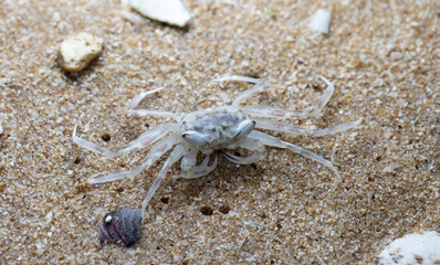 crab on the beach