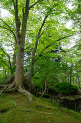 新緑の秋田県千秋公園