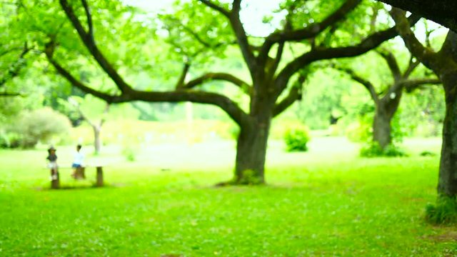 休日の公園イメージ・東京・春・ジンバル移動撮影・アウトフォーカス