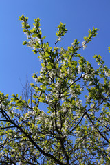 Apple tree branches in bloom against the blue sky