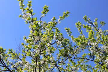 Apple tree branches in bloom against the blue sky