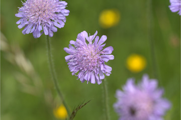 Witwenblumen blühen