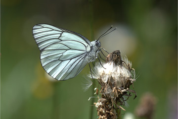 Baumweissling auf Pflanze