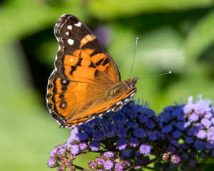 American Lady Butterfly
