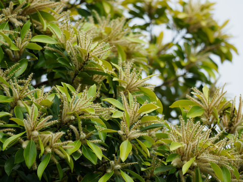 沢山の花をつけたマテバシイ
