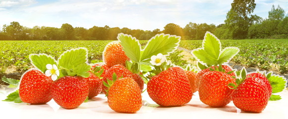 Erdbeerfeld mit Erdbeeren - Panorama