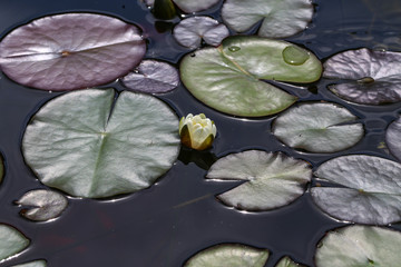 Leaves of the water lily swim in the pond / water lilies