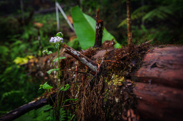 Nature live at forest