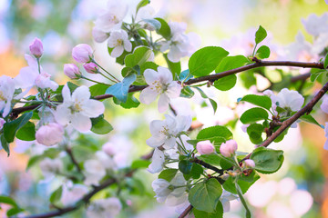 A branch of a blossoming apple-tree in the garden