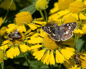 Common Checkered Skipper