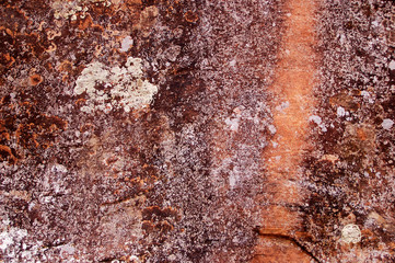 Multi-colored lichen on sandstone in the Bears Ears wilderness of the Southern Utah desert