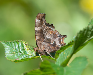 Eastern Comma