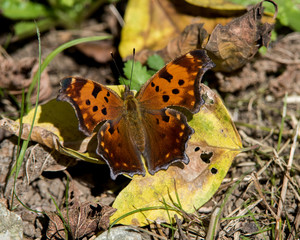 Eastern Comma