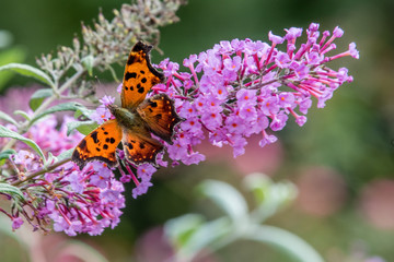 Eastern Comma